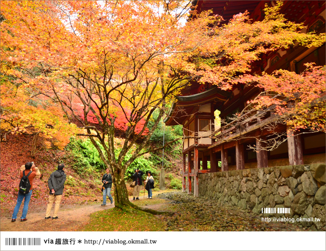 紅葉最前線》京都｜高雄神護寺～via＊2012京都紅葉紀旅的華麗首站！