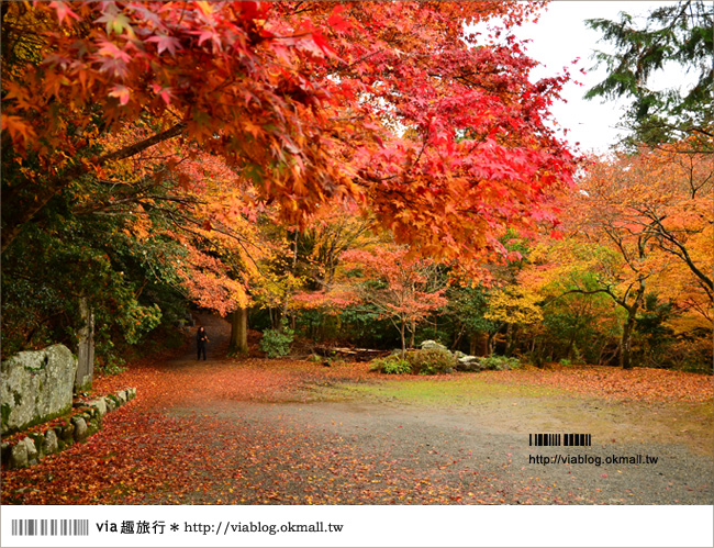 紅葉最前線》京都｜高雄神護寺～via＊2012京都紅葉紀旅的華麗首站！