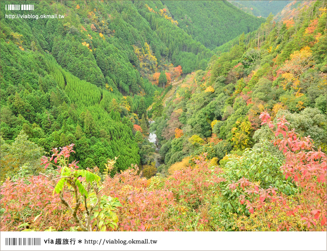 紅葉最前線》京都｜高雄神護寺～via＊2012京都紅葉紀旅的華麗首站！