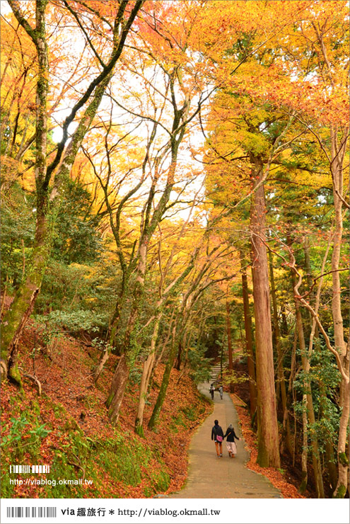 紅葉最前線》京都｜高雄神護寺～via＊2012京都紅葉紀旅的華麗首站！