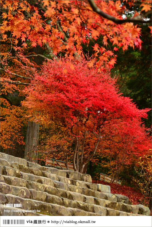 紅葉最前線》京都｜高雄神護寺～via＊2012京都紅葉紀旅的華麗首站！