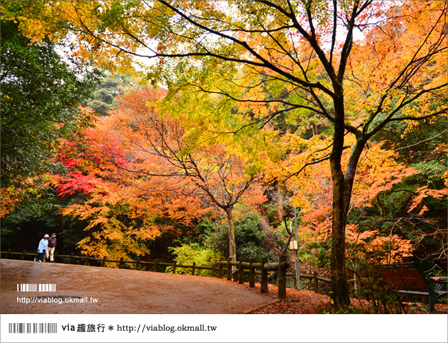 【京阪神自由行】關西賞楓懶人包！大阪、京都、奈良｜Via的紅葉美景全記錄♥ （目前收集28個，持續更新中）