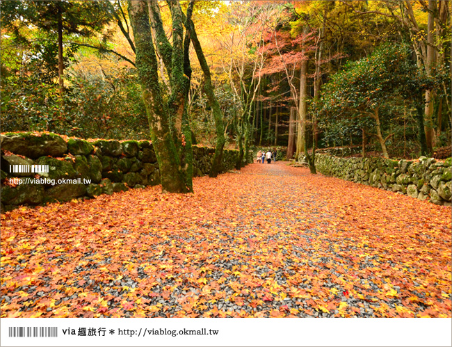 【京阪神自由行】關西賞楓懶人包！大阪、京都、奈良｜Via的紅葉美景全記錄♥ （目前收集28個，持續更新中）