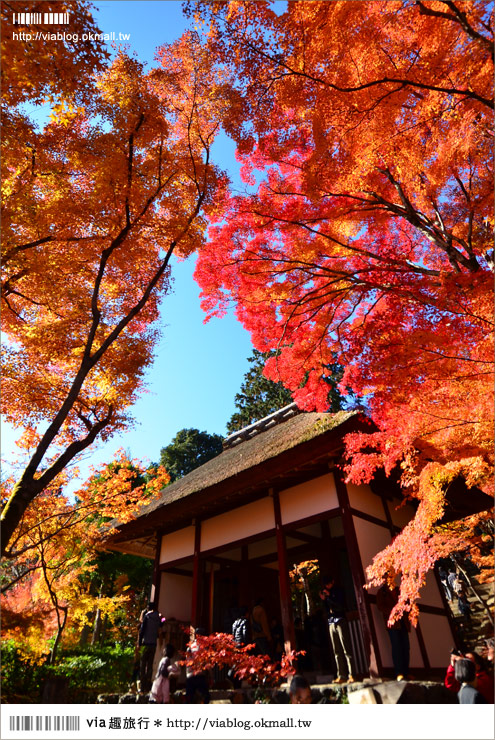 京都賞楓景點推薦》京都紅葉名所～via的賞楓全記錄精彩分享！