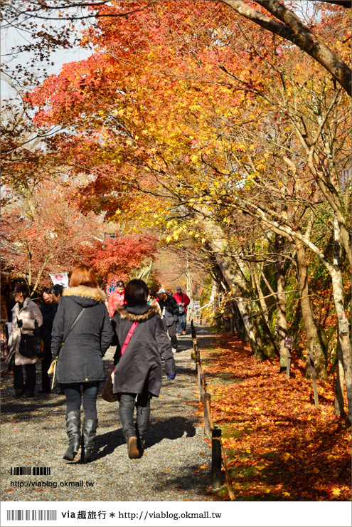 京都賞楓景點推薦》京都紅葉名所～via的賞楓全記錄精彩分享！