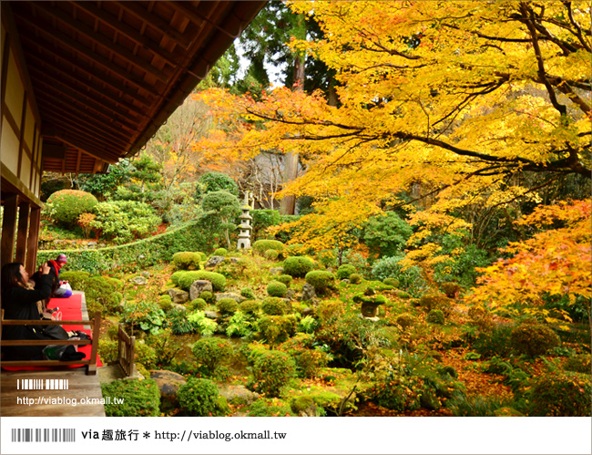 京都賞楓景點推薦》京都紅葉名所～via的賞楓全記錄精彩分享！