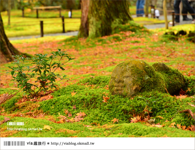 京都賞楓景點推薦》京都紅葉名所～via的賞楓全記錄精彩分享！