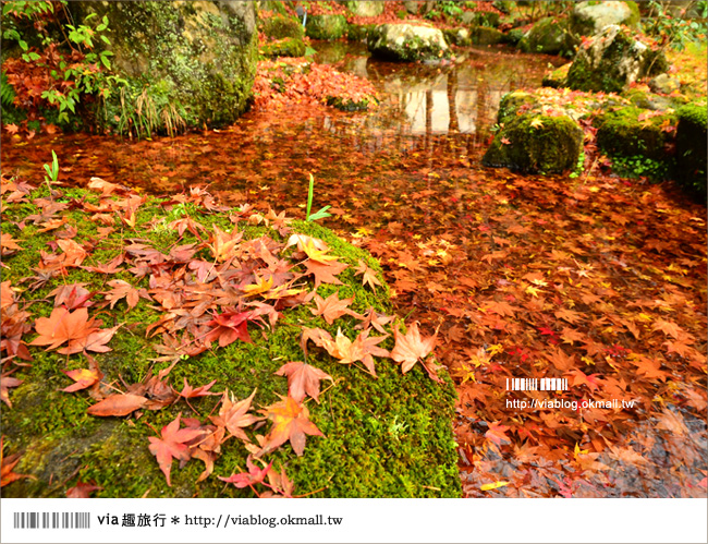 【京阪神自由行】關西賞楓懶人包！大阪、京都、奈良｜Via的紅葉美景全記錄♥ （目前收集28個，持續更新中）