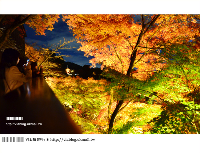 京都清水寺》京都夜楓必遊景點～京都清水寺夜楓