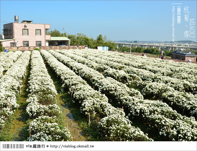 苗栗杭菊》苗栗銅鑼杭菊芋頭節～一起到苗栗銅鑼賞雪吧！