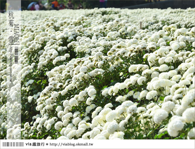 苗栗杭菊》苗栗銅鑼杭菊芋頭節～一起到苗栗銅鑼賞雪吧！