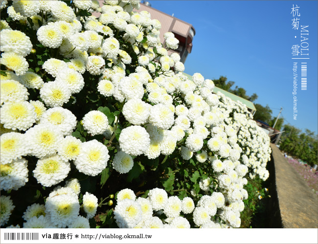 苗栗杭菊》苗栗銅鑼杭菊芋頭節～一起到苗栗銅鑼賞雪吧！