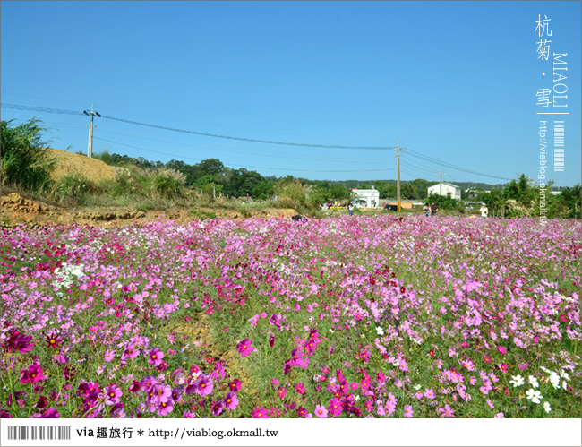 苗栗杭菊》苗栗銅鑼杭菊芋頭節～一起到苗栗銅鑼賞雪吧！