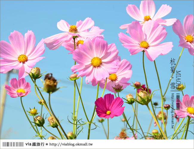 苗栗杭菊》苗栗銅鑼杭菊芋頭節～一起到苗栗銅鑼賞雪吧！