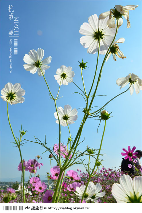 苗栗杭菊》苗栗銅鑼杭菊芋頭節～一起到苗栗銅鑼賞雪吧！