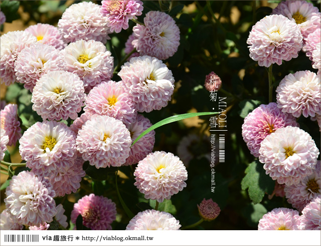 苗栗杭菊》苗栗銅鑼杭菊芋頭節～一起到苗栗銅鑼賞雪吧！