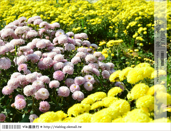 苗栗杭菊》苗栗銅鑼杭菊芋頭節～一起到苗栗銅鑼賞雪吧！