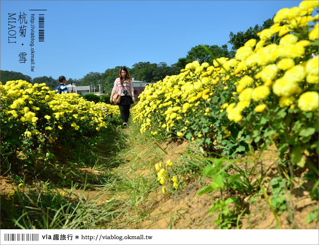 苗栗杭菊》苗栗銅鑼杭菊芋頭節～一起到苗栗銅鑼賞雪吧！