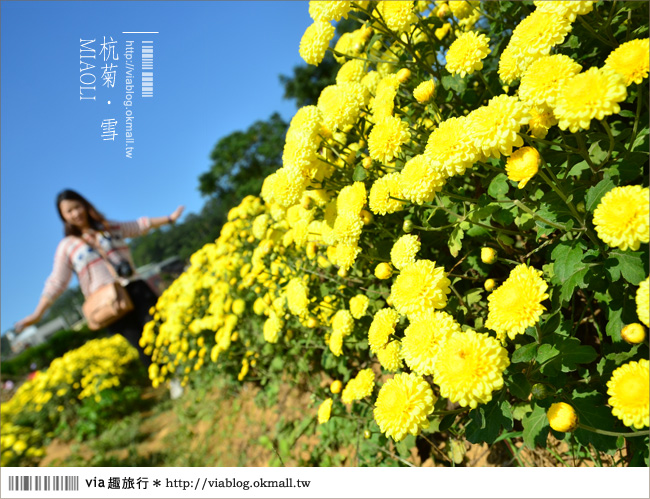 苗栗杭菊》苗栗銅鑼杭菊芋頭節～一起到苗栗銅鑼賞雪吧！