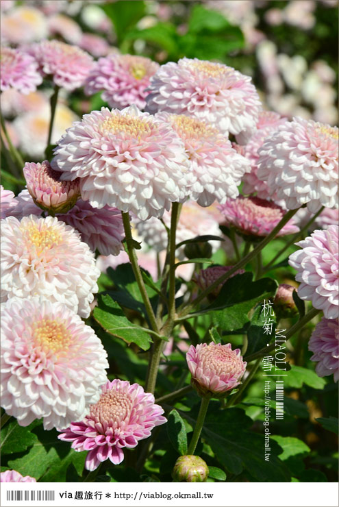 苗栗杭菊》苗栗銅鑼杭菊芋頭節～一起到苗栗銅鑼賞雪吧！