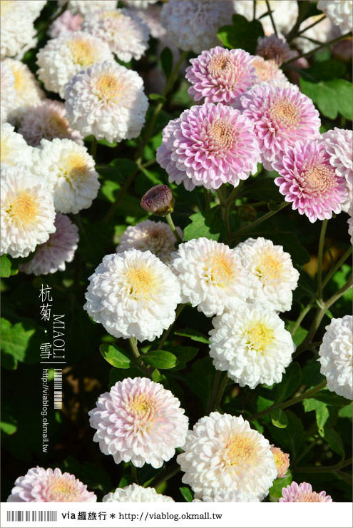 苗栗杭菊》苗栗銅鑼杭菊芋頭節～一起到苗栗銅鑼賞雪吧！