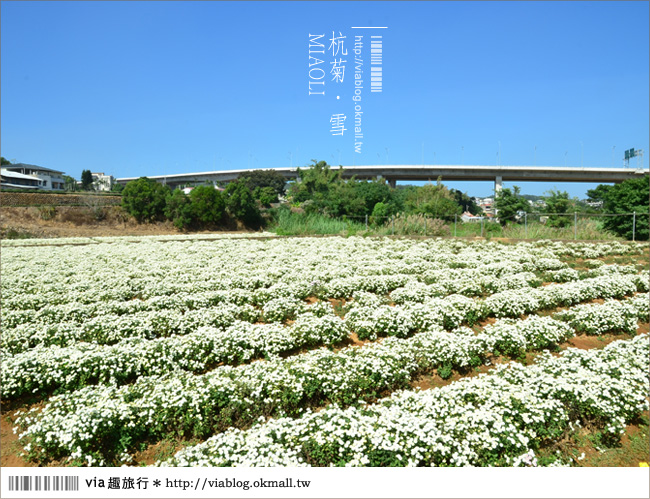 苗栗杭菊》苗栗銅鑼杭菊芋頭節～一起到苗栗銅鑼賞雪吧！