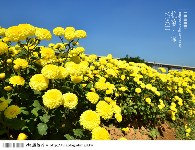 苗栗杭菊》苗栗銅鑼杭菊芋頭節～一起到苗栗銅鑼賞雪吧！