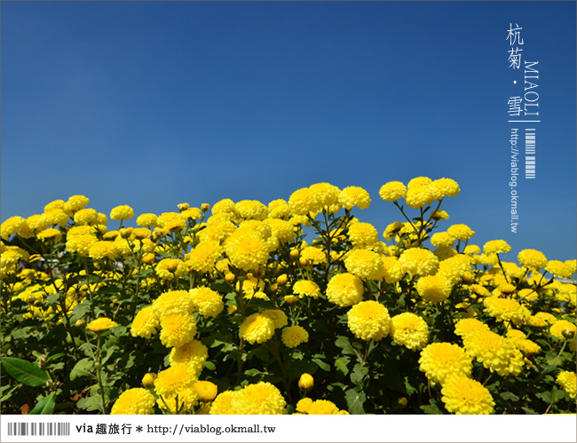 苗栗杭菊》苗栗銅鑼杭菊芋頭節～一起到苗栗銅鑼賞雪吧！