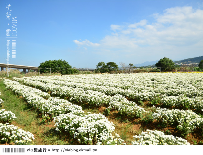 苗栗杭菊》苗栗銅鑼杭菊芋頭節～一起到苗栗銅鑼賞雪吧！