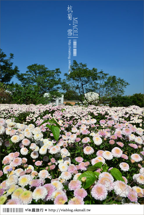 苗栗杭菊》苗栗銅鑼杭菊芋頭節～一起到苗栗銅鑼賞雪吧！