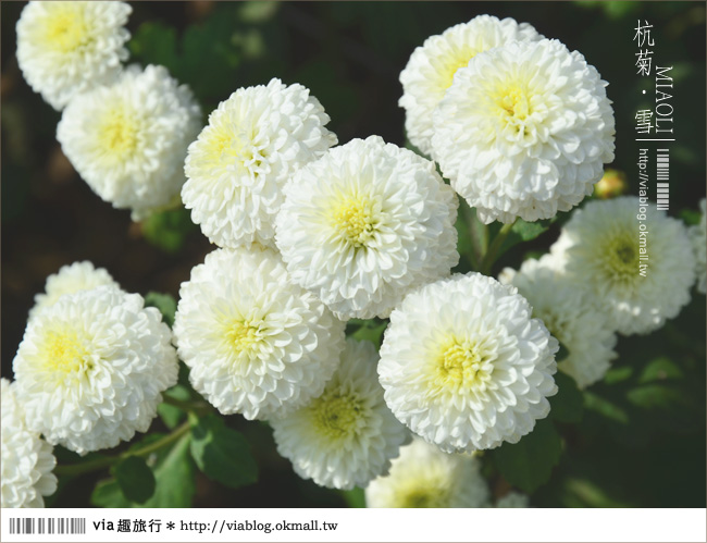 苗栗杭菊》苗栗銅鑼杭菊芋頭節～一起到苗栗銅鑼賞雪吧！