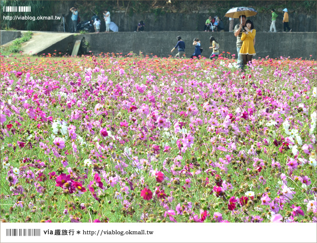 銅鑼杭菊》苗栗十一月遍地白雪美景～賞杭菊小秘境分享！