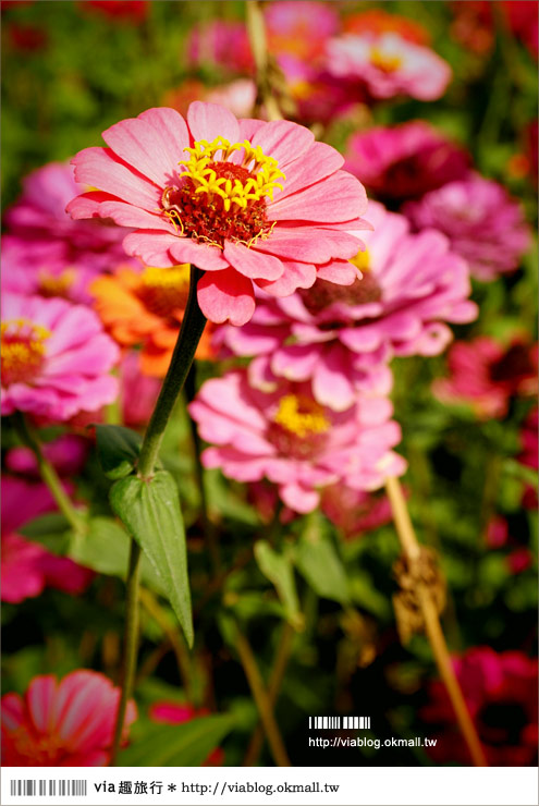 銅鑼杭菊》苗栗十一月遍地白雪美景～賞杭菊小秘境分享！