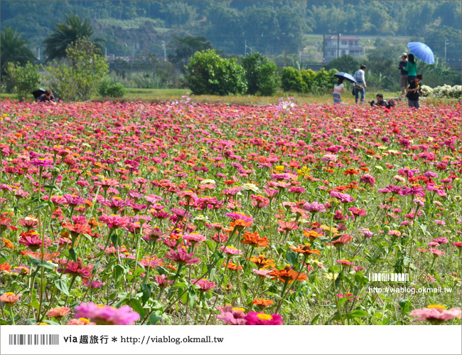 銅鑼杭菊》苗栗十一月遍地白雪美景～賞杭菊小秘境分享！