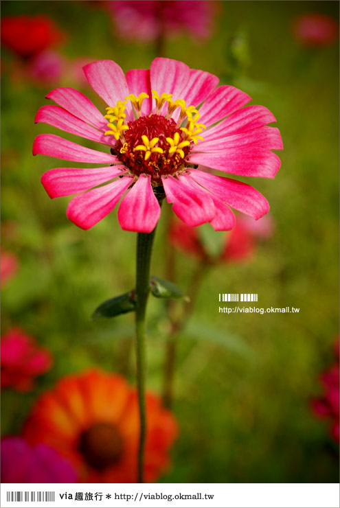 銅鑼杭菊》苗栗十一月遍地白雪美景～賞杭菊小秘境分享！