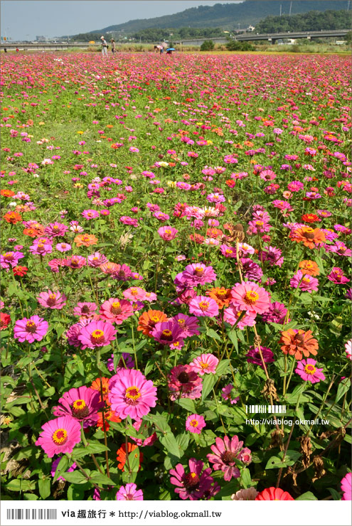 銅鑼杭菊》苗栗十一月遍地白雪美景～賞杭菊小秘境分享！