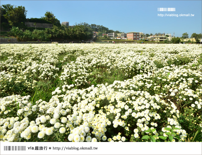 銅鑼杭菊》苗栗十一月遍地白雪美景～賞杭菊小秘境分享！