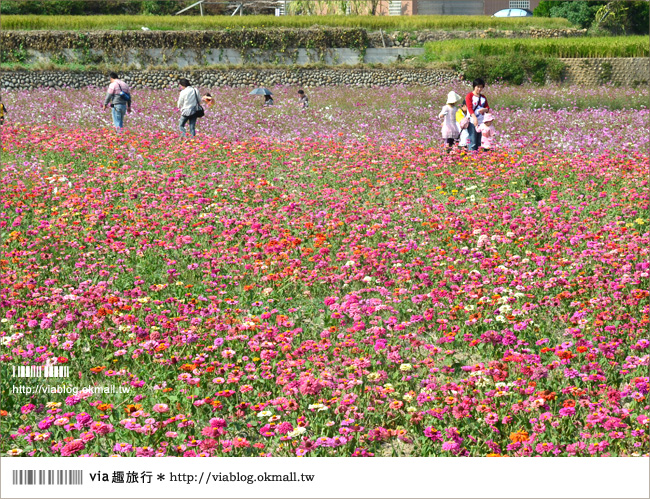 銅鑼杭菊》苗栗十一月遍地白雪美景～賞杭菊小秘境分享！