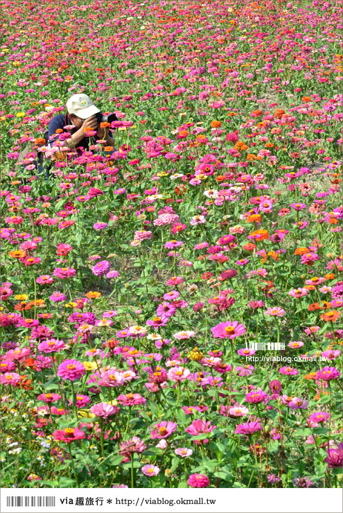 銅鑼杭菊》苗栗十一月遍地白雪美景～賞杭菊小秘境分享！