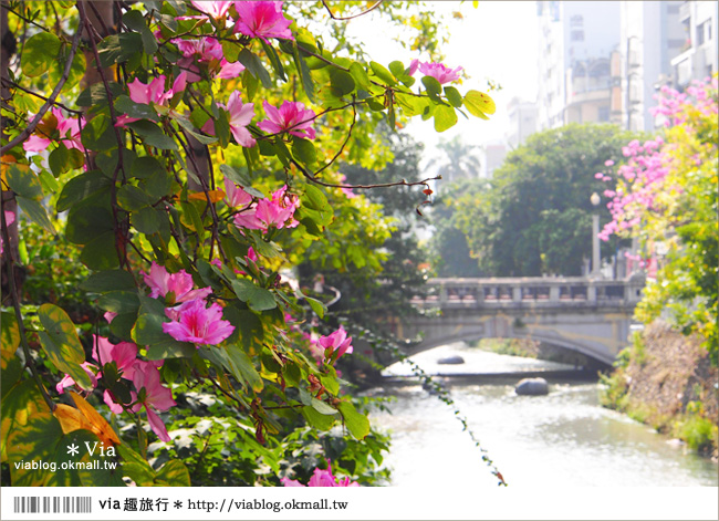 台中景點》台中洋紅風鈴木‧就在宮原眼科旁的市區美景！