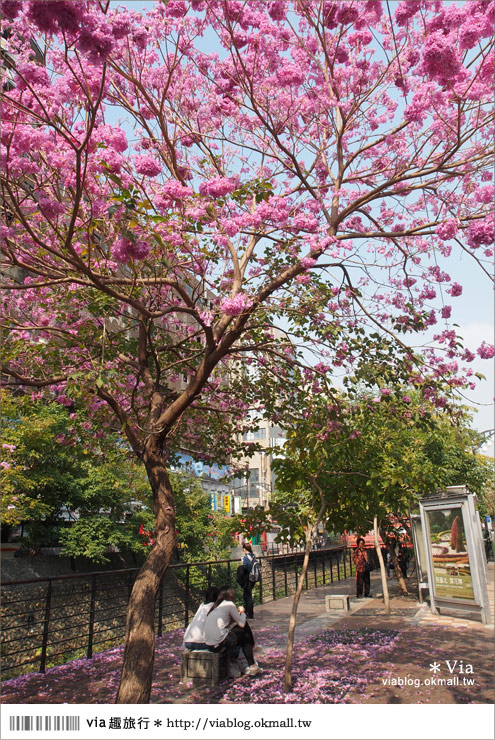 台中景點》台中洋紅風鈴木‧就在宮原眼科旁的市區美景！