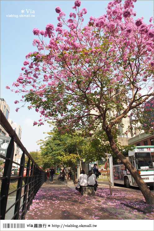 台中景點》台中洋紅風鈴木‧就在宮原眼科旁的市區美景！