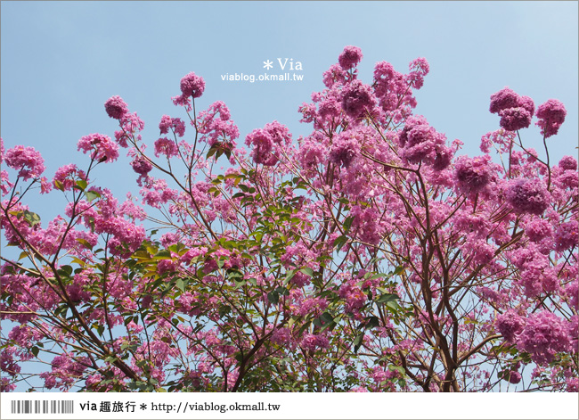 台中景點》台中洋紅風鈴木‧就在宮原眼科旁的市區美景！