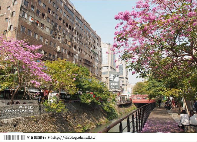 台中景點》台中洋紅風鈴木‧就在宮原眼科旁的市區美景！