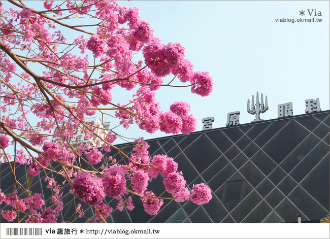 台中景點》台中洋紅風鈴木‧就在宮原眼科旁的市區美景！