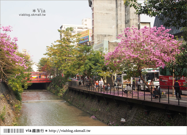 台中景點》台中洋紅風鈴木‧就在宮原眼科旁的市區美景！