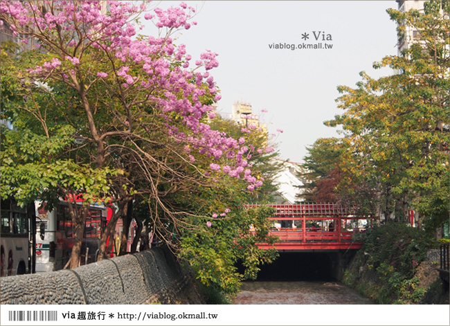 台中景點》台中洋紅風鈴木‧就在宮原眼科旁的市區美景！