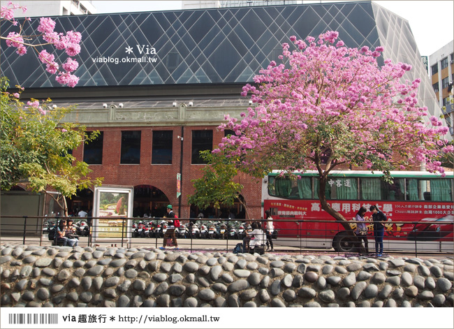 台中景點》台中洋紅風鈴木‧就在宮原眼科旁的市區美景！