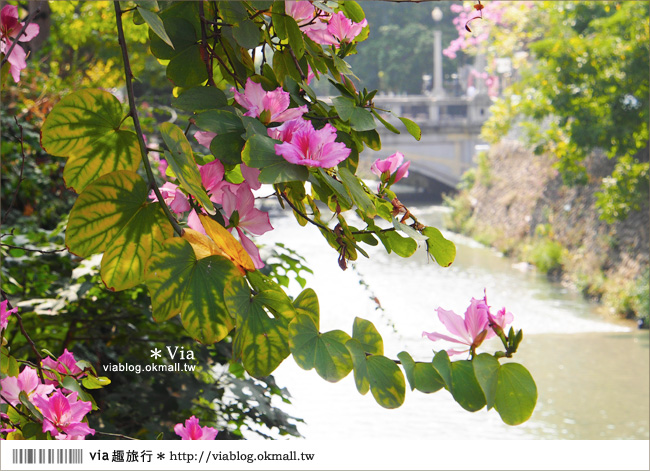 台中景點》台中洋紅風鈴木‧就在宮原眼科旁的市區美景！