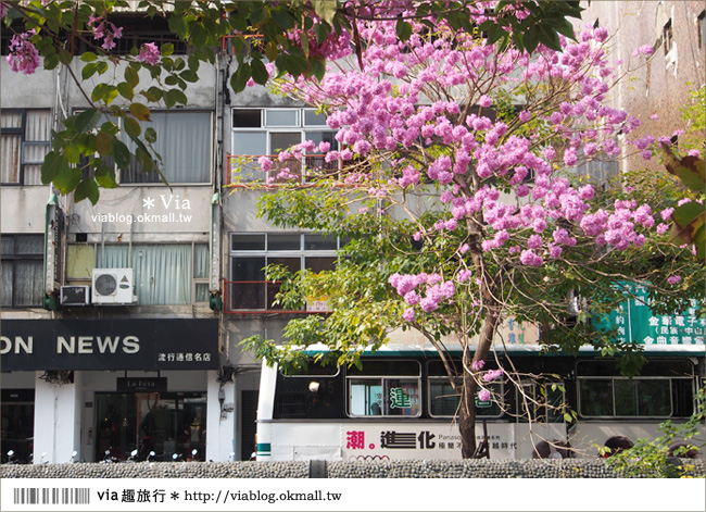 台中景點》台中洋紅風鈴木‧就在宮原眼科旁的市區美景！